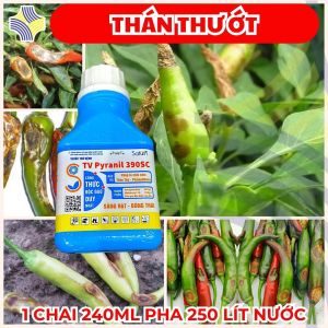 TV Pyranil 390SC | Ớt Bị Thán Thư Rụng Trái Mùa Mưa – Cây Hồi Xanh Nhanh Trái Đẹp Bền Màu