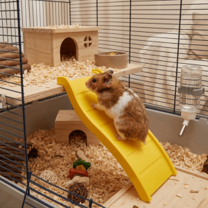 BLISSFUL Wave Shape Hamster Climbing Ladder Colorful Decorative Hedgehog Ladder Creative Interactive Guinea Puzzle Toy Small Animals