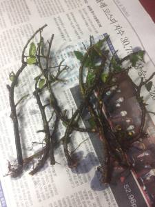 creeping fig wall decor cuttings  10pcs