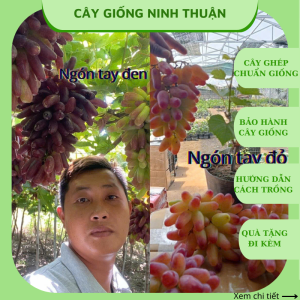 Combo 2 cây nho giống ngón tay đen không hạt+ ngón tay đỏ ( tặng kèm phân bón và tài liệu hướng dẫn cách trồng)
