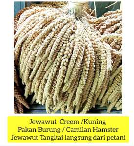 Jewawut Krem dan Merah Tangkai Isi 1 Kg Pakan Burung Hamster