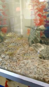 aquarium Natural slate rock