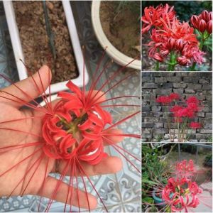 Set 10 Củ giống hoa bỉ ngạn màu đỏ. Hàng chuẩn đẹp