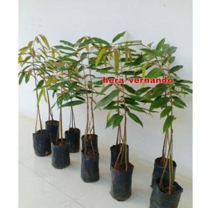 Bibit Durian Merah Super Okulasi Siap Berbuah