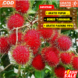 Rambutan Super Red Sweet Unggulan Cepat Berbuah ( GARANSI )