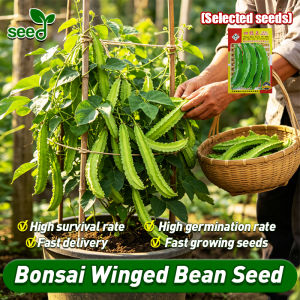 [Selected Seeds] 100% Original Winged Bean Seeds Long Sigarilyas Seeds for Planting Vegetables (Fast Growing 10Seed) Organic Sigarillas Seeds Winged Beans Long Seed Vegetable Seeds for Gardening Balcony Potted Veggie Seeds Live Vegetable Plants Seedlings