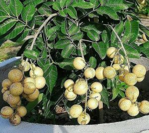 Kelengkeng Matalada Super Cepat Berbuah Bibit Stek Okulasi Unggulan Green Plants