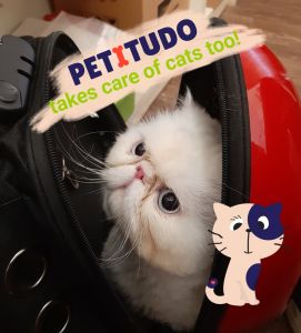 PETITUDO NATURAL GO-GO SHAMPOO (CAT) (FOR ALL SKIN TYPES) Free Cat toy.  Product of Singapore.