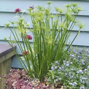 Dwarf Papyrus (Cyperus prolifer) - - Pokok Papirus Kerdil - बौना पपीरस पौधा Dwarf Papyrus – Mini Water Plant Unique Tropical Look Easy to Grow Pond Edge Beauty Compact Grass-like LIVE PLANT
