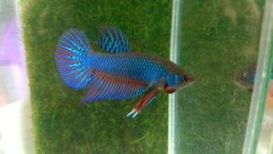 ปลากัดนำเข้า กัดดุมาก ทนมาก หนังเหนียวฟันคม ได้ไปสุดจัดแน่นอน ส่งด่วน รับประกันสินค้า100%new