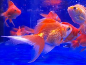 GOLD FISH RED/WHITE RYUKIN