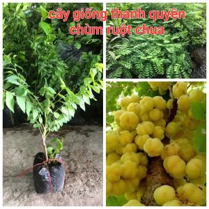 CÂY CHÙM RUỘT CHUACÂY CAO TRUNG BÌNH 40CM ĐẾN 60CM