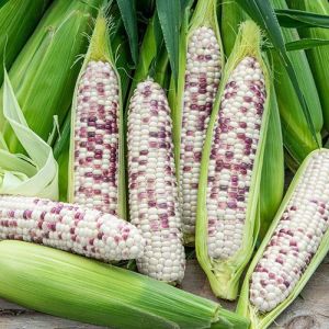Purple & White Corn Seeds (Hybrid) – Unique Color Variety – Easy to Grow Vegetable Seeds – GreenSoil