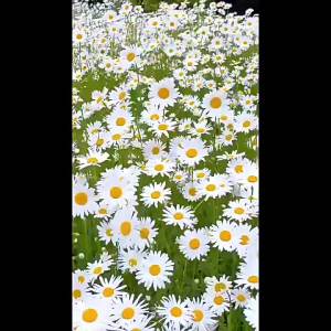 ดอกคาโมมายล์ ดอกเดซี่ สวนกลางแจ้ง ดอกเกซัง สี่ฤดู หว่านดอกเดซี่ขนาดใหญ่