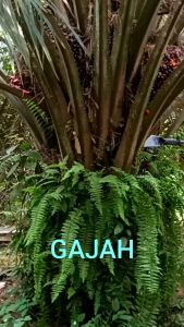 Pahat Sawit Gajah Oil Palm Chisel 3 inch 4 inch 5 inch 6 inch Heavy Duty Harvesting Chisel 油棕铲