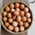TELUR AYAM NEGERI 1KG KHUSUS PENGIRIMAN AREA JAWA TIMUR BACA DISKRIPSI PRODUK. 