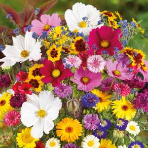 Annual Flower Mix Last Minute 800 Seeds Balcony and Beginner Friendly Easy Fast Grow