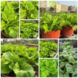 Hạt giống Cải Bẹ Vàng gói 20gr~2000 hạt cây to mập dễ trồng trồng quanh năm