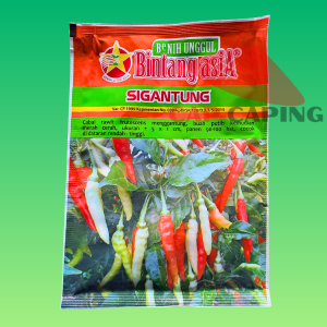 BENIH CABAI RAWIT SIGANTUNG BINTANG ASIA