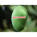 Bibit mangga gadung 1 meter up Batang besar. 