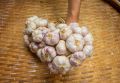 กระเทียมไทยกลีบม่วง ศรีสะเกษ 500 กรัม ครึ่งกิโลกรัม คัดพิเศษThai Garlic : 500 g. 