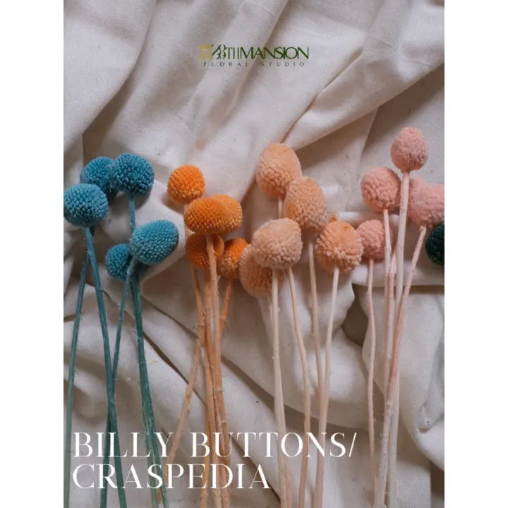 Real Help Button Billy Buttons Craspedia large dried flowers real preserved decoration ...