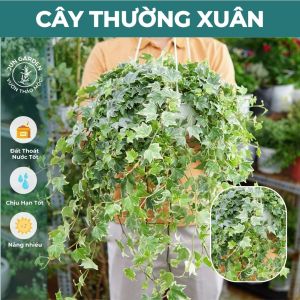 Cây Thường Xuân JUN GARDEN Lá Bạc (Cẩm Thạch) Đẹp Dễ Chăm Sóc Trồng Trong Nhà