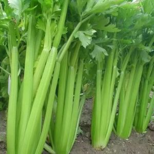 Four Seasons Large Meat Celery Seeds Spring and Autumn Sowing Thick and Crisp Celery Seeds High Yield Balcony Greenhouse Vegetable Seeds