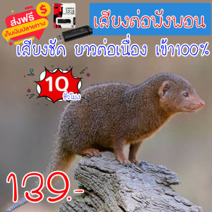 KD999 เสียงต่อพังพอน แฟลชไดร์ฟเสียงพังพอน สำหรับต่อหรือล่อพังพอน ความยาว 10 ชม.เสียงดัง เสียงใสกังวาน ได้ผล100%