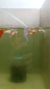 Sky Blue~1 pair (Guppy) (1)