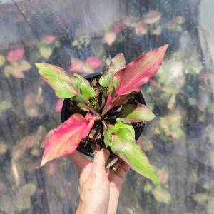 ตรีชฎา บอนสี บอนกาบ Caladium