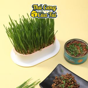 Bộ kit trồng cỏ mèo lúa mì thủy canh hỗ trợ tiêu hóa cho mèo - Thú cưng của tui
