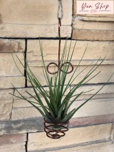 Air Plant - Tillandsia Holders/ Hangers
