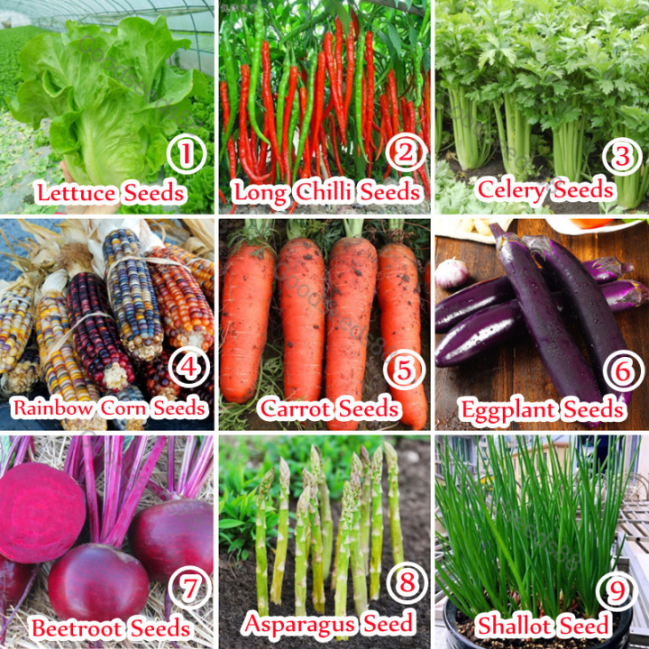 [High Germination] 9 Types Nutritious and Delicious Edible Vegetable