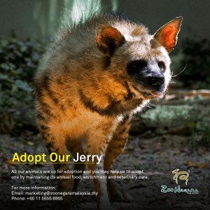 Zoo Negara - Adopt our Jerry