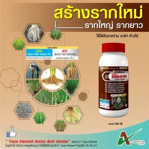 แตกกอ แตกราก สร้างรากใหม่ เอเจนต้า คอร์ป รากกินปุ๋ย ปรับ PH ดิน ฟื้นต้น ระยะคุมเลน คุมฆ่า
