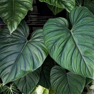 Philodendron Plowmanii -  - Pokok Philodendron Plowmanii - फिलोडेंड्रोन प्लोमानी Philodendron Plowmanii – Textured Leaves Indoor Aroid Large Foliage Rare Collector Plant Easy to Maintain LIVE PLANT
