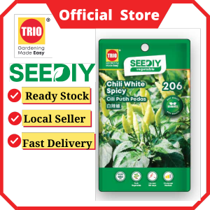 TRIO SEEDIY Chili White Spicy 白辣椒 Cili Putih Pedas F1 206 veggie seeds