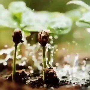 White Coffee 3-in-1 Classic Original Instant Coffee