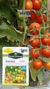 (Isi Lebih Banyak ±2.000 Biji) Benih Bibit Tomat Hibrida SAVIRA F1 dari Benih Idaman | Varietas Tahan Virus dan Layu Produktifitas Tinggi Tomat Dataran Rendah Tinggi Berbuah Lebat Merah Mengkilat Daging tebal Keras Tahan simpan dan Kirim (COD)