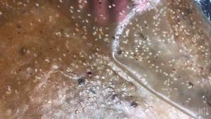 Bánh Tráng Me ( bịch 500gr- Đặc sản chính gốc Tây Ninh)