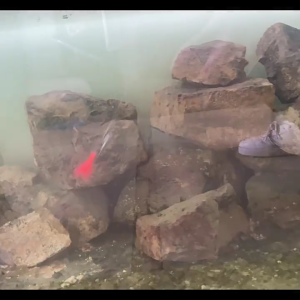 12pcs/lot Floating Fishing Lure TPR Soft Silicone Lure 1.7g 50mm Soft Baits Swimbaits Jigging Lure Trout Lure