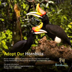 Zoo Negara - Adopt our Hornbills