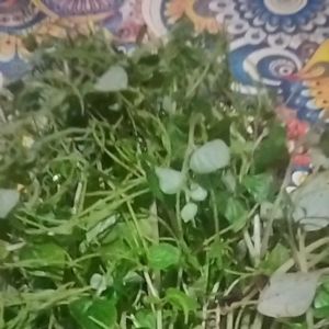 jual daun sirih cina segar depetik pasmasuk order500 gran