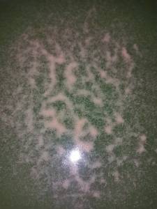 ไอ้ยอดนิยม พ่อแม่พันธุ์ ไรแดง มาโคร การันตีแตกตัวดี ตรงกับเงา สดอาหารปลา อาหารลูกปลากัด แถมฟรีสูตรขยายน้ำเขียว