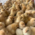 (50 packs) live chickens, chicks, chickens, three yellow chickens, five ...