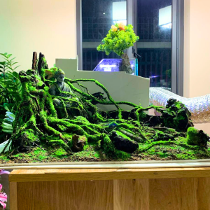 Layout setup sẵn- Layout ngộ không ngồi thiền trong rừng setup sẵn lũa đá tự nhiên rêu nhựa thủy sinh cho bể cá