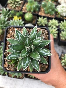 Xương rồng Victoria viền trắng