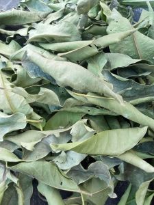 LÁ VỐI KHÔ 1KG *TRÀ LÁ VỐI  thơm ngon MỚI HÁI