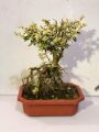 Cây bạch tuyết mai bonsai để bàn. 